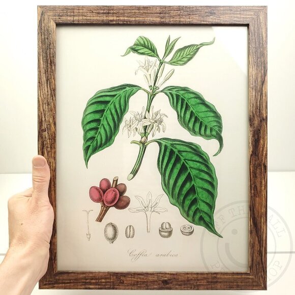 Coffee Bean Arabica Plant Rustic Art Print Decor 11x14" Natural Framed - Picture 1 of 7